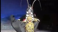 宁海平调 领略独特戏曲魅力,感受深厚文化底蕴 宁海平调 领略独特戏曲魅力,感受深厚文化底蕴