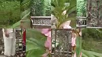 湘西情 花灯戏 全场 片段 戏曲下载 湘西情 花灯戏 全场 片段 戏曲下载