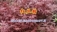 江西宁都采茶戏《红丝错》- 经典爱情剧 - 全场下载下载