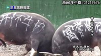 雷山苗年苗岭斗牛大奖赛A组(巨无霸、2号、17号、18号)- 精彩对决不容错过 雷山苗年苗岭斗牛大奖赛A组(巨无霸、2号、17号、18号)- 精彩对决不容错过