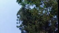 梁山伯与祝英台 - 经典越剧爱情悲剧，凄美动人，不容错过！下载