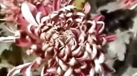 二夹弦《梁祝》“十八相送”一折 - 经典戏曲片段赏析 二夹弦《梁祝》“十八相送”一折 - 经典戏曲片段赏析