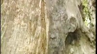 河南坠子经典剧目《徐延忠搬兵 第二部6集》,精彩剧情不容错过! 河南坠子经典剧目《徐延忠搬兵 第二部6集》,精彩剧情不容错过!
