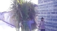 德宏傣剧团盈江行 舞台准备之旅