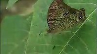 贵州山歌三月桃花满树红 - 精彩戏曲下载 贵州山歌三月桃花满树红 - 精彩戏曲下载
