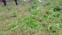 贵州山歌之送老人上山 戏曲下载 - 经典剧目全本高清在线观看下载