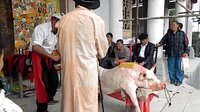 民间端公戏 传统戏曲的魅力与传承