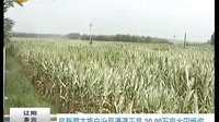 阜新蒙古族自治县大田干旱致20.99万亩绝收 - 第一时间报道 阜新蒙古族自治县大田干旱致20.99万亩绝收 - 第一时间报道