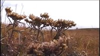 沁源秧歌《大哭妻》全集在线观看 - 高清完整版下载 | 最新戏曲资源分享平台下载