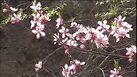 沁源秧歌《平调》全本下载-最新高清版-晋南传统戏曲资源下载