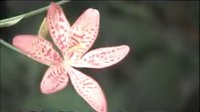 十二月花