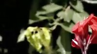 河南戏曲唢呐《送新娘》- 经典戏曲下载 - 全场精彩呈现下载