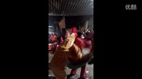 河南镇平徐十二唢呐锣鼓队2 - 民间艺术盛宴,感受传统魅力 河南镇平徐十二唢呐锣鼓队2 - 民间艺术盛宴,感受传统魅力