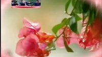 唢呐独奏《百鸟朝凤》flv下载 - 经典民乐曲目在线播放与下载