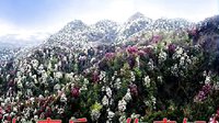 唢呐独奏豫剧《秦雪梅吊孝》，曹四毛演奏，经典戏曲下载