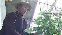 山东新闻联播20140727从种树到藏戏 山东援藏注重原生态 山东新闻联播20140727从种树到藏戏 山东援藏注重原生态