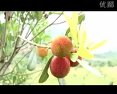 于都唢呐上山调 戏曲下载|经典剧目在线观看