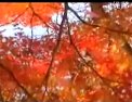 唢呐独奏《平湖秋月》 经典民乐演绎江南夜色之美 | 免费下载高清音频资源