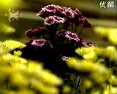 唢呐独奏欢乐的农村 - 感受农村生活的独特魅力