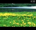 于都唢呐斑鸠调