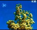 唢呐独奏金蛇狂舞