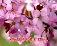 琴书罗城算卦 - 精彩戏曲选段赏析 琴书罗城算卦 - 精彩戏曲选段赏析