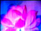 绍兴莲花落翁仁康专辑全集下载-经典戏曲资源