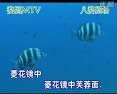 婺剧经典剧目《金钗银钗作凤钗》全集下载 - 感受传统戏曲魅力 婺剧经典剧目《金钗银钗作凤钗》全集下载 - 感受传统戏曲魅力