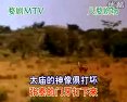 婺剧《老徐策为薛家上殿奏本-伴奏》全集下载 - 经典戏曲资源 婺剧《老徐策为薛家上殿奏本-伴奏》全集下载 - 经典戏曲资源