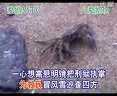 婺剧《碧血溅染我乌纱帽-伴奏》全集下载 - 戏曲资源分享平台 婺剧《碧血溅染我乌纱帽-伴奏》全集下载 - 戏曲资源分享平台