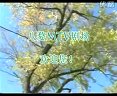 婺剧《姐姐她只把脾气发》全本唱段下载，高清音质，经典戏曲资源分享