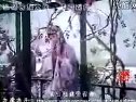 越调李天宝娶亲-电影版 - 经典戏曲改编，精彩不容错过！