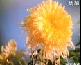 诸葛亮吊孝-京剧经典剧目-诸葛亮鲁肃主演-精彩剧情解析下载
