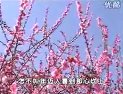 曲剧宋世杰告状