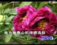 曲剧《风雪配》全集在线观看 - 经典戏曲下载资源分享下载