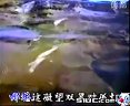 评剧《凤求凰》- 经典戏曲下载 - 高清音质 - 完整版在线观看下载