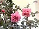 秦腔《山里世界·惊蛰》 惠敏莉主演,农村题材,情感丰富 秦腔《山里世界·惊蛰》 惠敏莉主演,农村题材,情感丰富