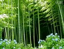 锡剧_《海岛女民兵》选段(黎汝清) 下载