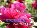 秦香莲后传_豫剧选段_剧情介绍及演员阵容