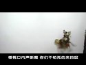 唐山皮影戏《五锋会》下载 - 经典剧目在线观看与下载 唐山皮影戏《五锋会》下载 - 经典剧目在线观看与下载