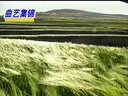 青海皮影戏《辕门斩子》下载