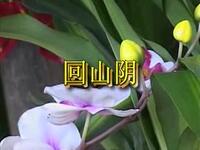 二人台经典《回山阴》小燕子演唱，民间戏曲资源下载，品味地域特色故事下载