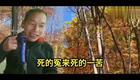 琴书《老鼠告猫》全集免费下载，范枝云高小眼经典演绎，民间寓言戏曲资源一键获取下载