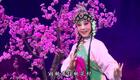 秦腔名家杨荣荣眉户碗碗腔演唱专辑在线下载，经典戏曲资源一键获取