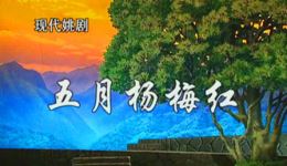 五月杨梅红