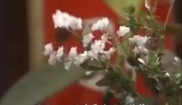 玉楼春