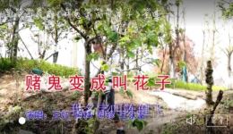 云南山歌剧《赌鬼变成叫花子》mp3/mp4高清戏曲资源下载 完整剧情在线观看