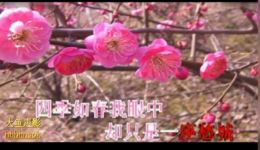 越剧经典《黛玉葬花》王文娟主演MP3/MP4戏曲资源下载下载