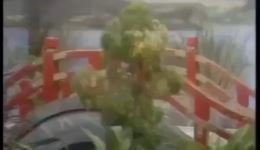 多情鸳鸯