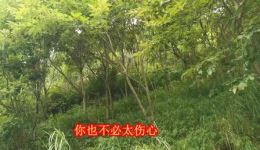 贵州山歌《爱情是个怪东西》经典对唱MP4/MP3下载，云贵特色民歌资源
